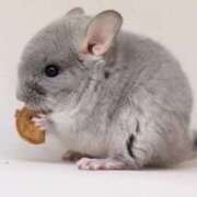 ヒメ日記 2025/12/09 18:36 投稿 藤咲れいな 人妻ジャンキー