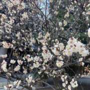 ヒメ日記 2026/02/26 17:11 投稿 ゆりあ 俺のヤバい妻。(谷九)