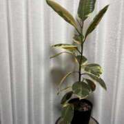 ヒメ日記 2025/12/20 08:22 投稿 雪村みお(ゆきむらみお) 東京ヒストリー　秘密の約束