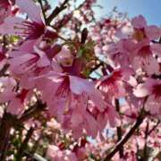 つき 春ー? 天使のゆびさき 船橋店(カサブランカグループ)