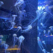 ヒメ日記 2025/12/10 19:47 投稿 れりあ SEXIS-セクシーズ-