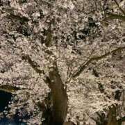 ヒメ日記 2026/04/04 12:42 投稿 りり ちょいぽちゃMAX 鯖江店