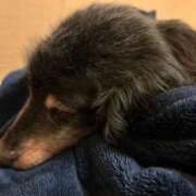 ヒメ日記 2026/02/01 14:43 投稿 みらん 花影（かえい）