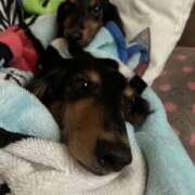 みらん お礼⑥ 花影（かえい）