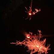 ヒメ日記 2026/02/08 21:18 投稿 彩花あおい★ elumo(エルモ)