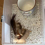 ヒメ日記 2026/03/12 11:30 投稿 長谷川 けいこ セカンドパートナー池袋