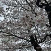 ヒメ日記 2026/04/02 02:01 投稿 るり abc＋