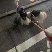 ヒメ日記 2026/02/11 17:58 投稿 まこ ぷよステーション 蒲田店