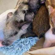 ヒメ日記 2026/01/08 11:19 投稿 りほ 新宿プチドール