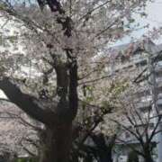 ヒメ日記 2026/04/18 12:57 投稿 もね clubさくら難波店