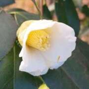 ヒメ日記 2025/12/17 12:18 投稿 足立れい 月の真珠-新宿-