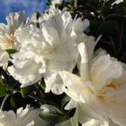 ヒメ日記 2025/12/18 22:38 投稿 足立れい 月の真珠-新宿-