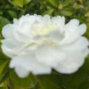 ヒメ日記 2025/12/19 23:58 投稿 足立れい 月の真珠-新宿-