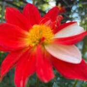 ヒメ日記 2025/12/20 23:48 投稿 足立れい 月の真珠-新宿-