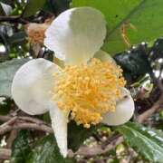 ヒメ日記 2025/12/21 10:10 投稿 足立れい 月の真珠-新宿-