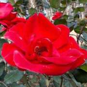 ヒメ日記 2025/12/23 23:58 投稿 足立れい 月の真珠-新宿-