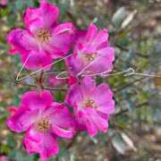 ヒメ日記 2025/12/31 17:08 投稿 足立れい 月の真珠-新宿-