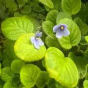 ヒメ日記 2026/01/01 12:11 投稿 足立れい 月の真珠-新宿-