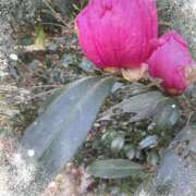 ヒメ日記 2026/01/01 15:28 投稿 足立れい 月の真珠-新宿-