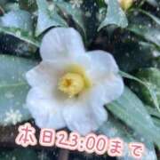 ヒメ日記 2026/01/03 18:48 投稿 足立れい 月の真珠-新宿-