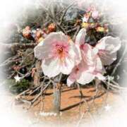 ヒメ日記 2026/01/11 23:48 投稿 足立れい 月の真珠-新宿-