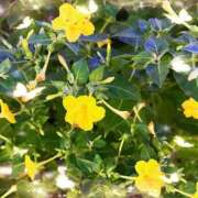 ヒメ日記 2026/01/13 19:18 投稿 足立れい 月の真珠-新宿-