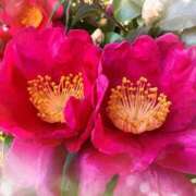 ヒメ日記 2026/01/14 22:18 投稿 足立れい 月の真珠-新宿-