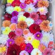 ヒメ日記 2026/01/15 17:28 投稿 足立れい 月の真珠-新宿-