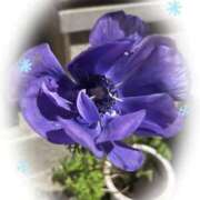 ヒメ日記 2026/01/18 11:18 投稿 足立れい 月の真珠-新宿-