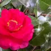 ヒメ日記 2026/01/18 16:48 投稿 足立れい 月の真珠-新宿-