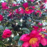 ヒメ日記 2026/01/19 06:38 投稿 足立れい 月の真珠-新宿-