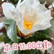 ヒメ日記 2026/01/19 10:48 投稿 足立れい 月の真珠-新宿-