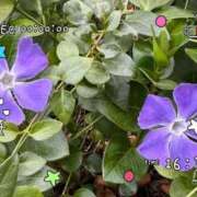 ヒメ日記 2026/01/21 18:16 投稿 足立れい 月の真珠-新宿-