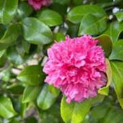 ヒメ日記 2026/01/28 08:15 投稿 まこ 素人妻達☆マイふぇらレディー