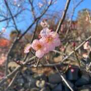 ヒメ日記 2026/02/12 17:02 投稿 羽川みよ 甲府回春アロマージュ