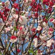 ヒメ日記 2026/03/27 12:05 投稿 羽川みよ 甲府回春アロマージュ