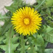 ヒメ日記 2026/04/10 09:00 投稿 羽川みよ 甲府回春アロマージュ