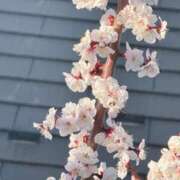 ヒメ日記 2026/02/24 12:30 投稿 ゆあ 品川ミセスアロマ（ユメオト）