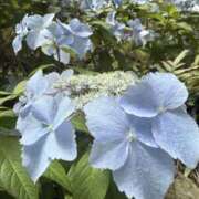 ヒメ日記 2026/04/19 08:30 投稿 ゆあ 品川ミセスアロマ（ユメオト）