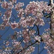 ヒメ日記 2026/04/27 15:20 投稿 ゆあ 品川ミセスアロマ（ユメオト）