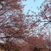 ヒメ日記 2026/03/25 08:43 投稿 あおい 胡蝶蘭