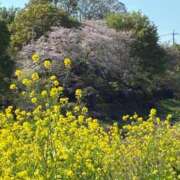 あおい 次回出勤日のお知らせ🌈 胡蝶蘭