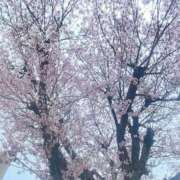 ヒメ日記 2026/03/31 15:27 投稿 まのん 川越ぽちゃまに