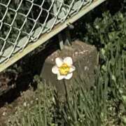 ヒメ日記 2026/04/01 10:22 投稿 まのん 川越ぽちゃまに