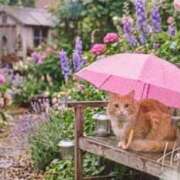 ヒメ日記 2026/04/15 23:30 投稿 ゆりあ 即トク奥さん