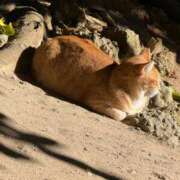 ヒメ日記 2026/01/15 20:03 投稿 りり 沖縄素人図鑑