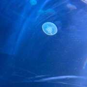 ヒメ日記 2026/06/03 12:33 投稿 りり 沖縄素人図鑑