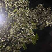 ヒメ日記 2026/04/26 08:55 投稿 ほづみ ハピネス札幌