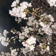 ヒメ日記 2026/04/02 20:06 投稿 りこあ ハピネス東京 吉原店