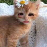 ヒメ日記 2026/01/10 23:39 投稿 リゼ バニーコレクション新潟店